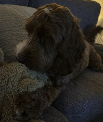 Vera the labradoodle on the sofa